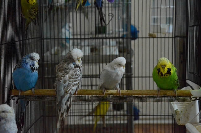 Evinin salonunda 60 muhabbet kuşu besliyor